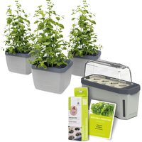 Gusta Garden Stadtkräutergarten, 3 Kräutertöpfe, Mini-Gewächshaus, Kokosquelltöpfen, Samen-Mix Unkategorisiert online kaufen