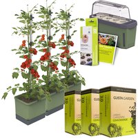 Gusta Garden Tomaten Starter-Set, 3 Tomatentöpfe, Mini-Gewächshaus, Erde, Quelltöpfe und Saatgut Unkategorisiert online kaufen