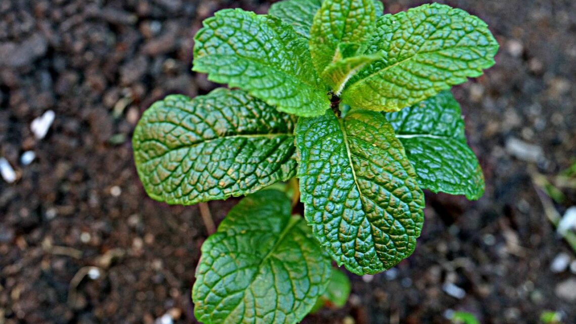 Mit der Natur im Einklang  – bewusster Ressourcenumgang im Alltag